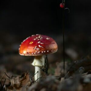 a small red mushroom sitting on the ground