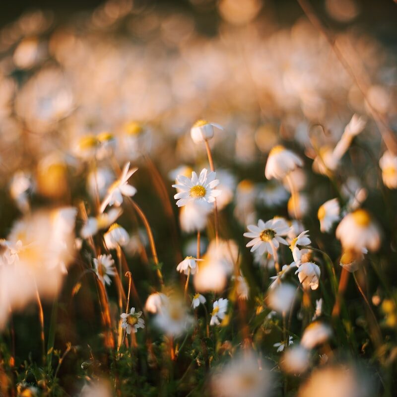 a field full of white daisies in the sunlight